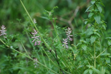 piante da determinare - Fumaria sp.